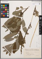 Foto von Salix cinerea L.